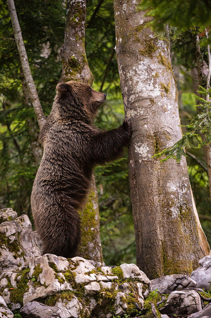 Ein Europäischer Braunbär, Ursus arctos, versucht, einen Baum zu erklimmen. Notranjska, Slowenien