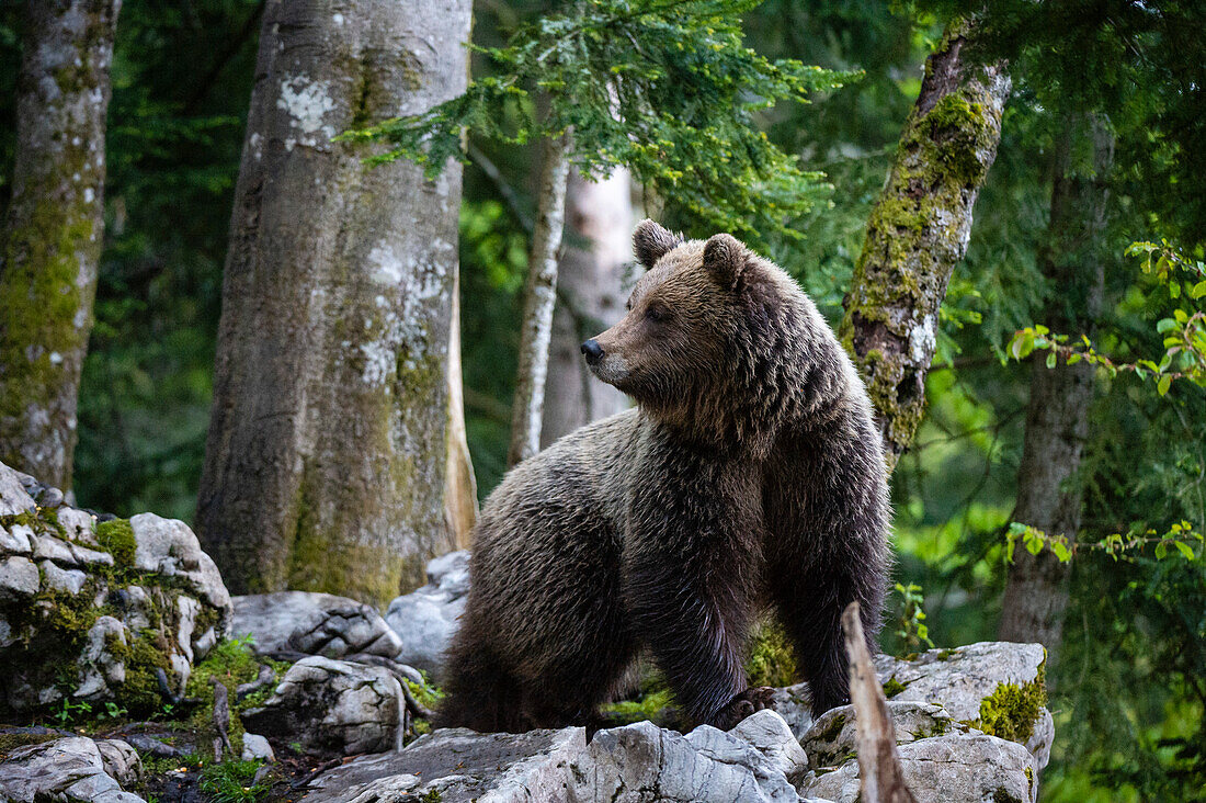 Porträt eines europäischen Braunbären, Ursus arctos, in einem slowenischen Wald. Notranjska, Slowenien