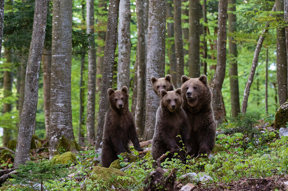 Eine europäische Braunbärin, Ursus arctos, und ihre drei Jungen. Notranjska, Slowenien