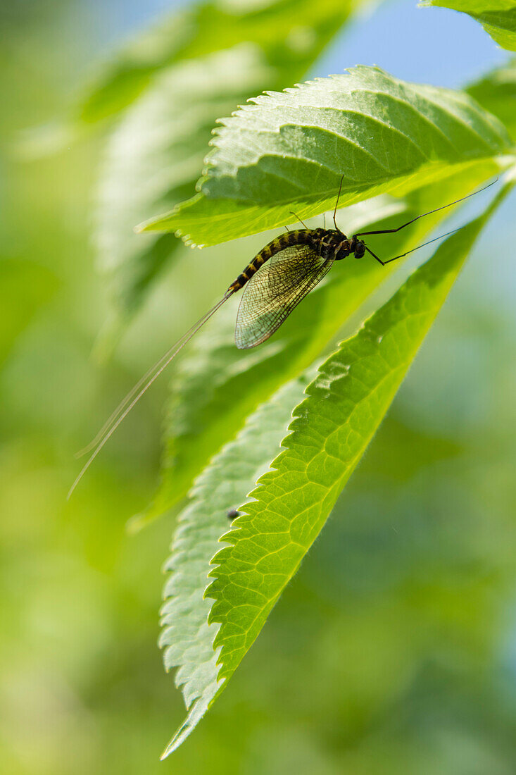 Close up of a mayfly, Ephemera vulgaris, on a leaf after molting. Markovec, Inner Carniola, Slovenia