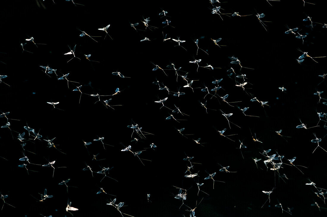 Mayflies, Ephemera vulgaris, in flight over Obrh river. Markovec, Inner Carniola, Slovenia