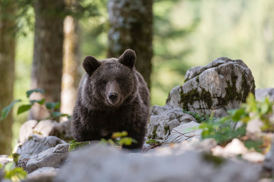 Ein europäischer Braunbär, Ursus arctos, schaut in die Kamera. Notranjska-Wald, Innere Krain, Slowenien