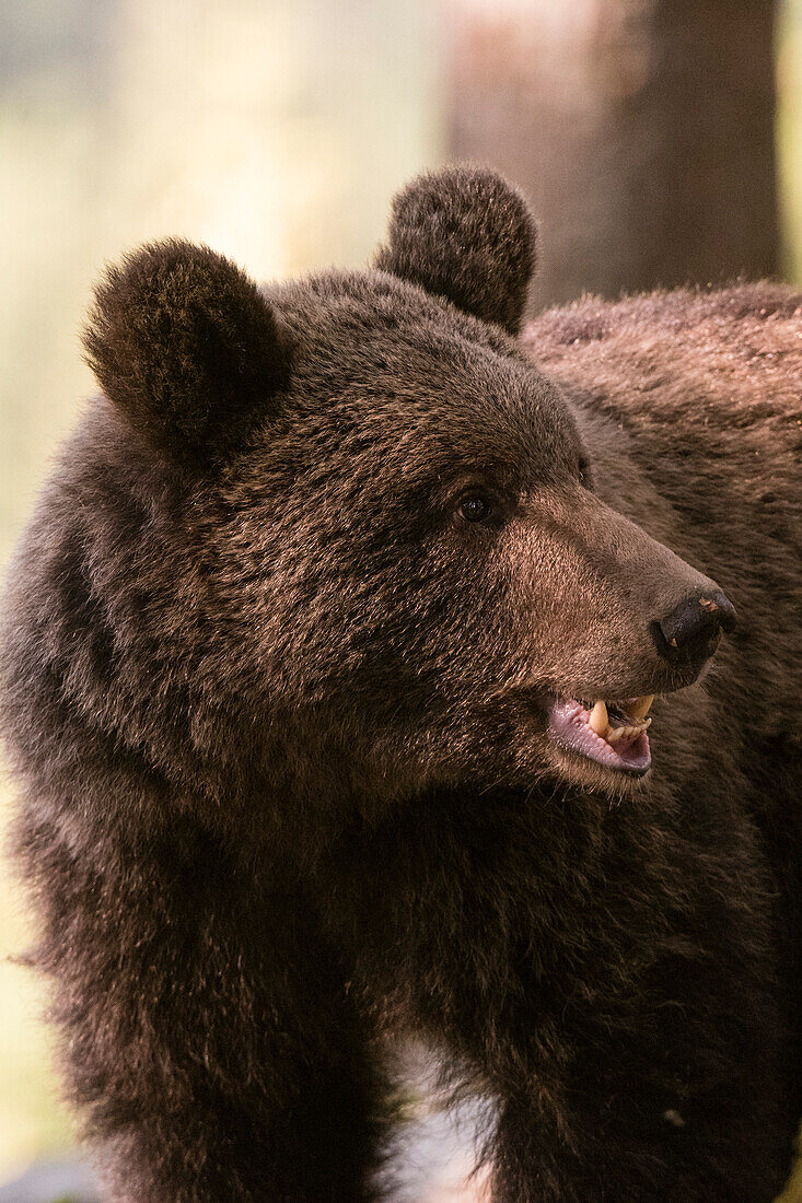 Porträt eines europäischen Braunbären, Ursus arctos, im Wald. Notranjska-Wald, Innere Krain, Slowenien