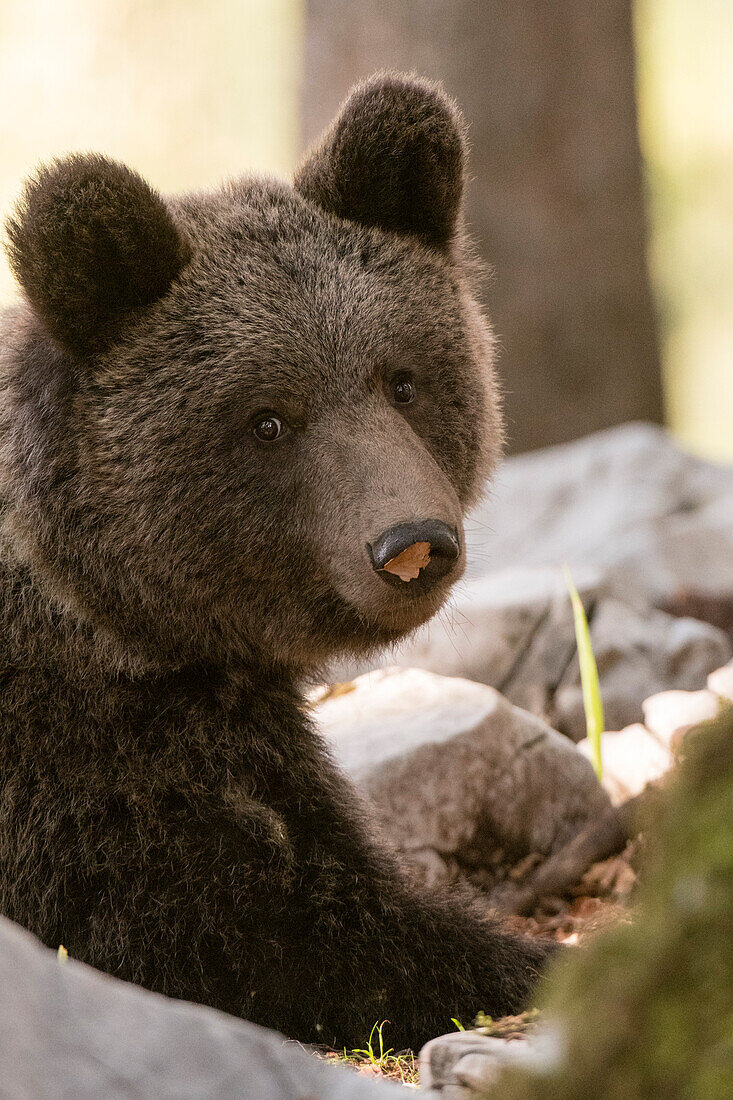 Close up portrait of a European brown bear, Ursus arctos, looking at the camera. Notranjska forest, Inner Carniola, Slovenia