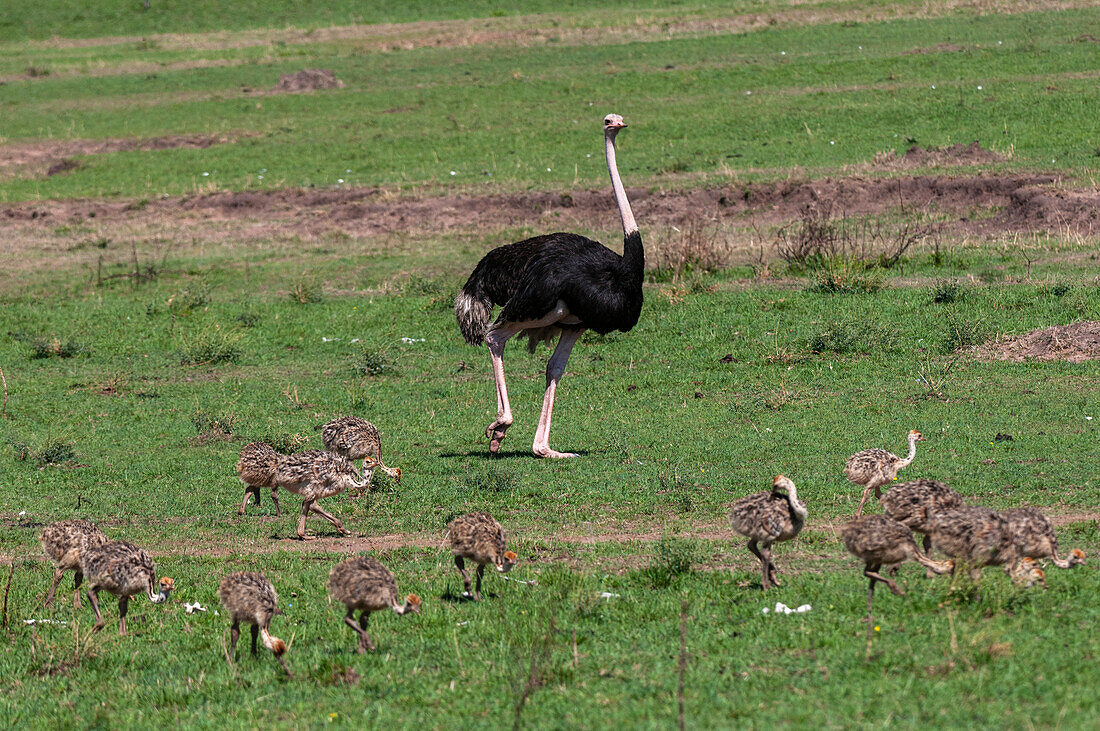 A male ostrich, Struthio camelus, keeping watch over his clutch of chicks as they forage. Masai Mara National Reserve, Kenya.