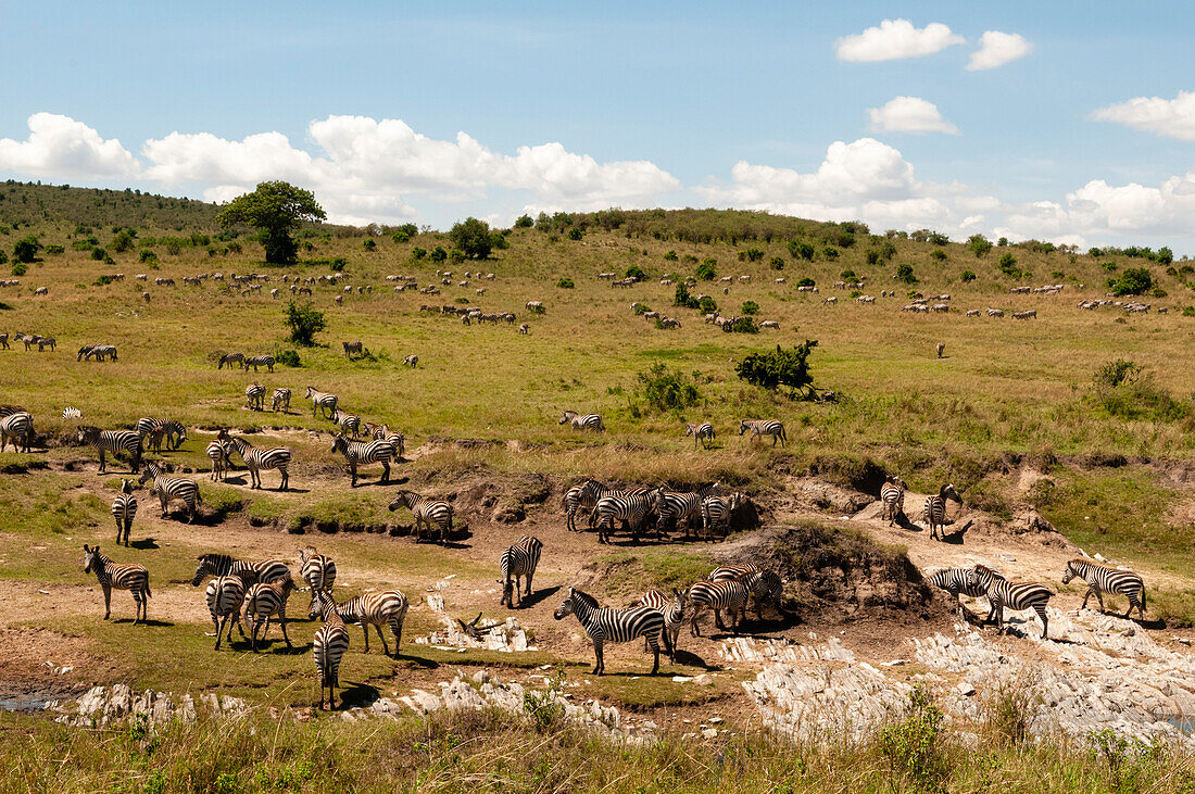 A herd of common zebras, Equus quagga, in a hilly landscape of grasslands. Masai Mara National Reserve, Kenya.