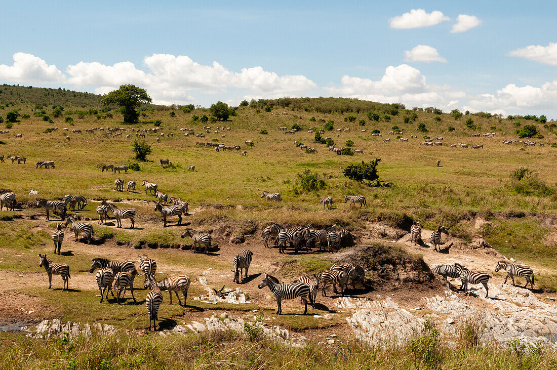 Eine Herde gewöhnlicher Zebras, Equus quagga, in einer hügeligen Graslandschaft. Masai Mara Nationales Reservat, Kenia.