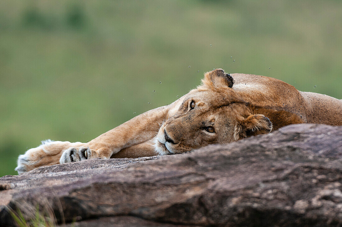 Eine Löwin, Panthera leo, ruht sich auf einem Felsen aus. Masai Mara Nationalreservat, Kenia.