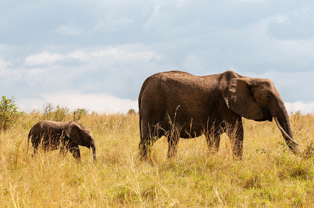 Ein afrikanisches Elefantenkalb, Loxodonta africana, das seiner Mutter im hohen Gras folgt. Masai Mara-Nationalreservat, Kenia.