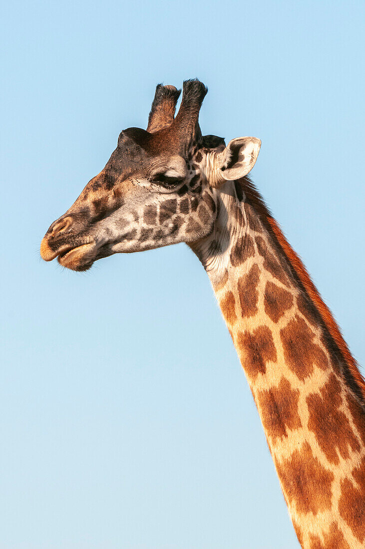 Porträt einer männlichen Maasai-Giraffe, Giraffa camelopardalis tippelskirchi. Masai Mara-Nationalreservat, Kenia.