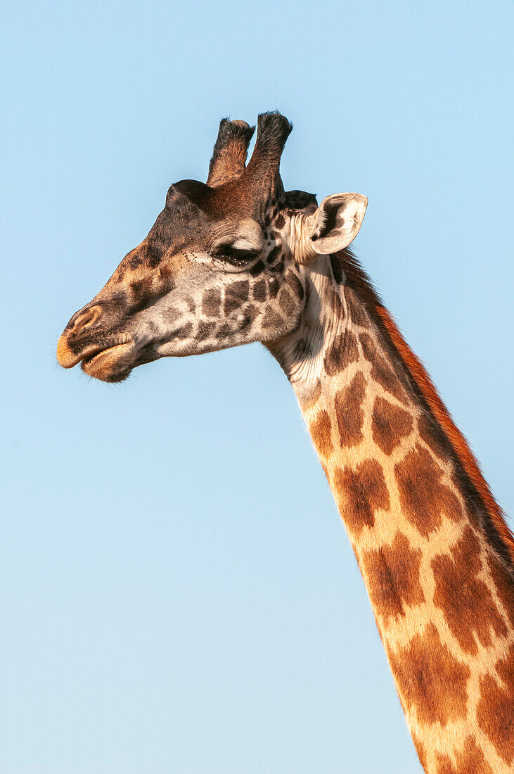 Portrait of a male Maasai giraffe, Giraffa camelopardalis tippelskirchi. Masai Mara National Reserve, Kenya.