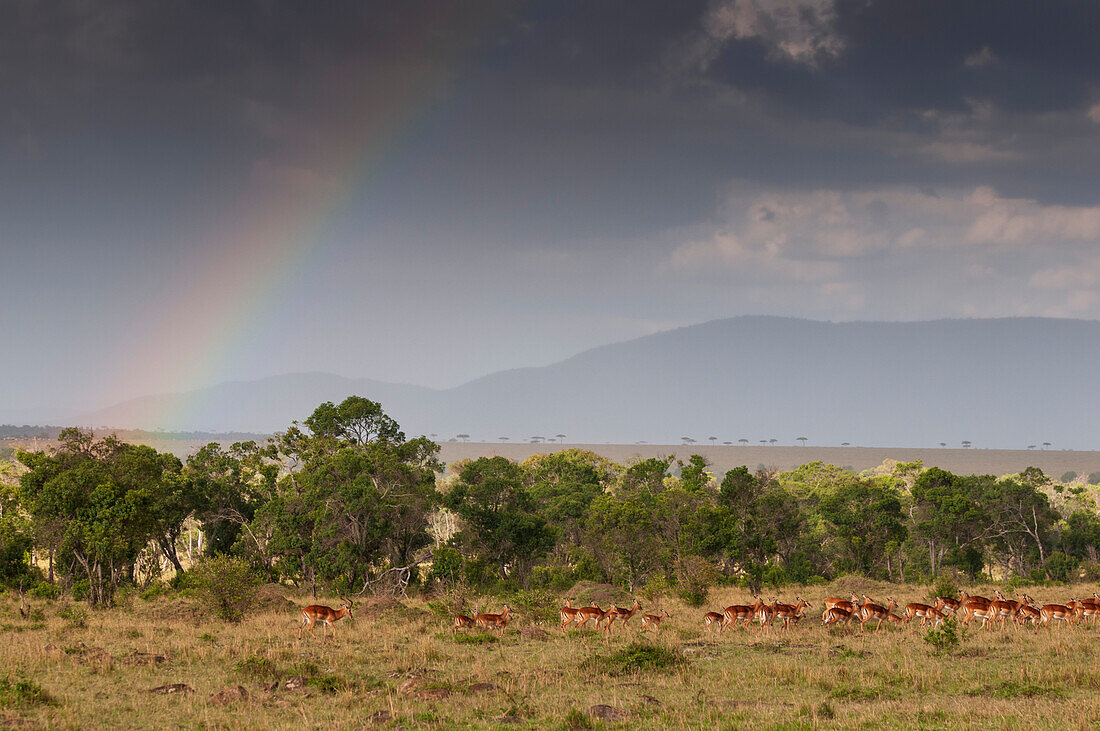 Ein Harem von Impalas, Aepyceros melampus, die unter einem bewölkten Himmel mit einem Regenbogen spazieren gehen. Masai Mara Nationalreservat, Kenia.
