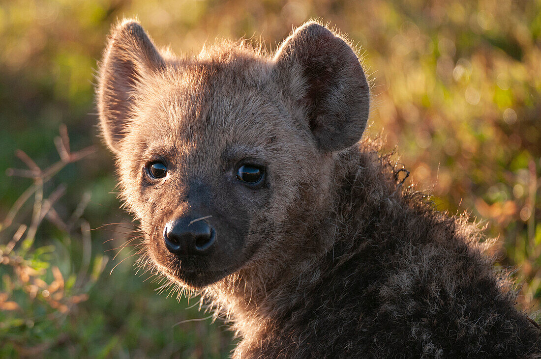 Close up portrait of a spotted hyena cub, Crocuta crocuta. Masai Mara National Reserve, Kenya.