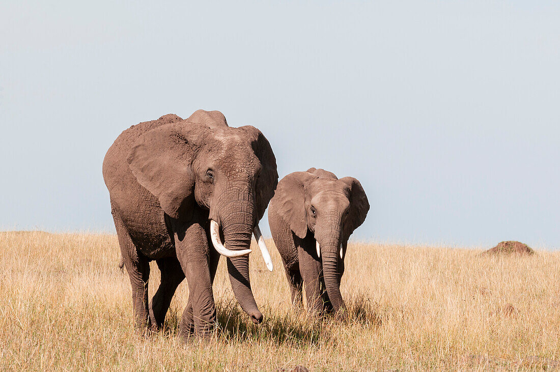 An African elephant and youngster, Loxodonta africana, walking in a vast grassland. Kenya Masai Mara National Reserve, Kenya.