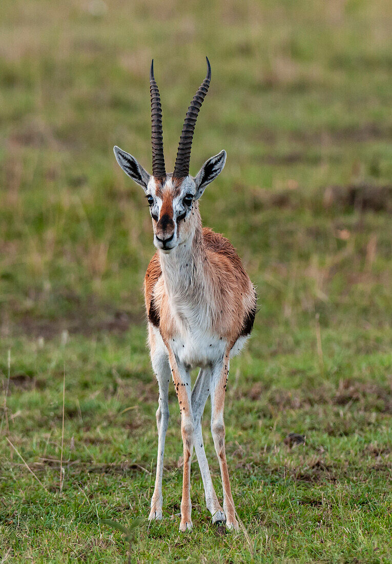 Portrait of a Thomson's gazelle, Gazella thomsoni. Masai Mara National Reserve, Kenya.