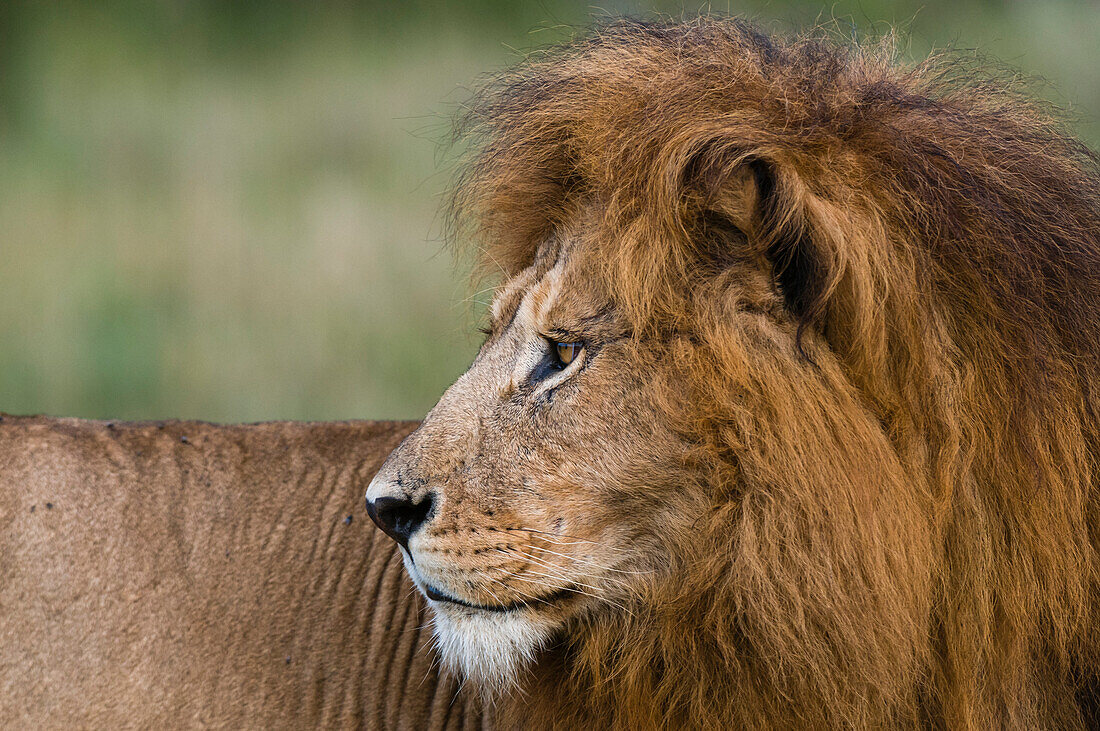 Close up portrait of a male lion, Panthera leo. Masai Mara National Reserve, Kenya.