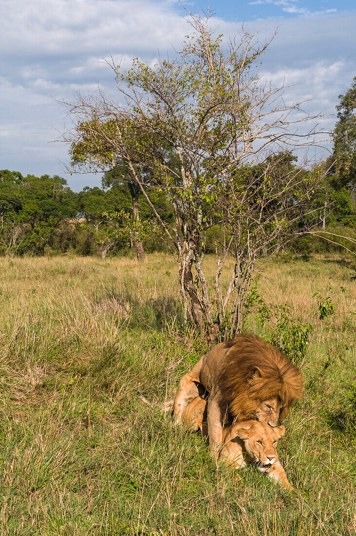 Löwen, Panthera leo, bei der Paarung in der Nähe eines Baumes in der Savanne. Masai Mara Nationalreservat, Kenia.