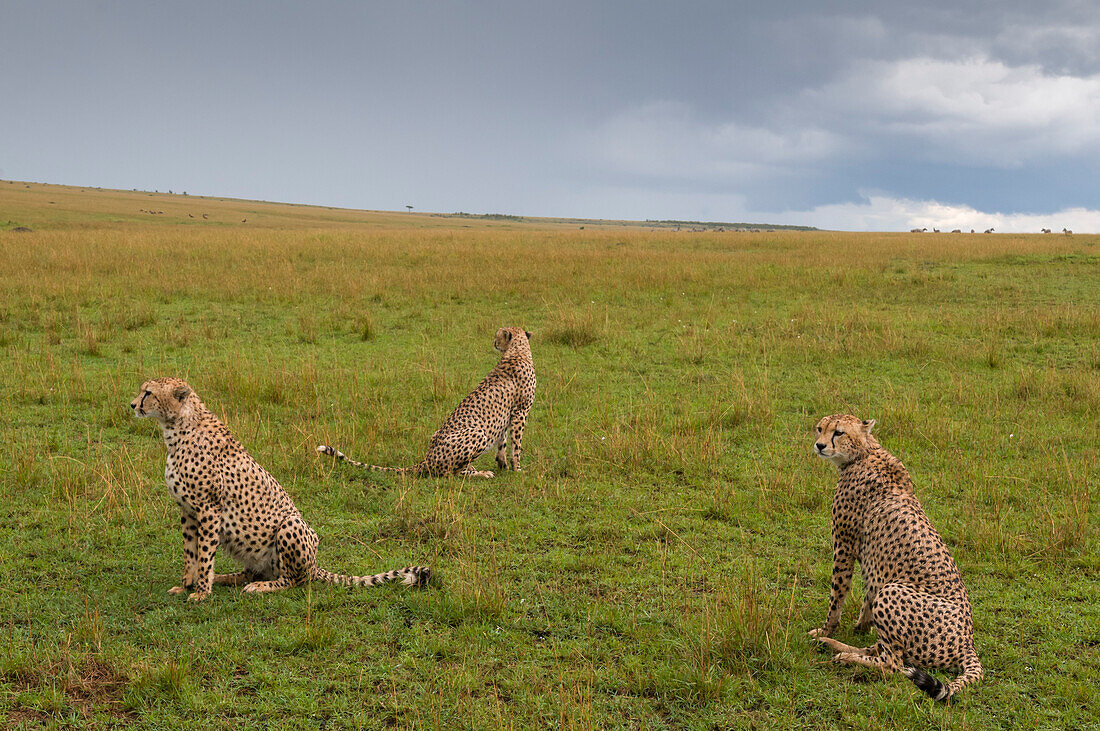 Drei Gepardenbrüder, Acinonyx jubatus, auf den Ebenen der Masai Mara. Masai Mara-Nationalreservat, Kenia.