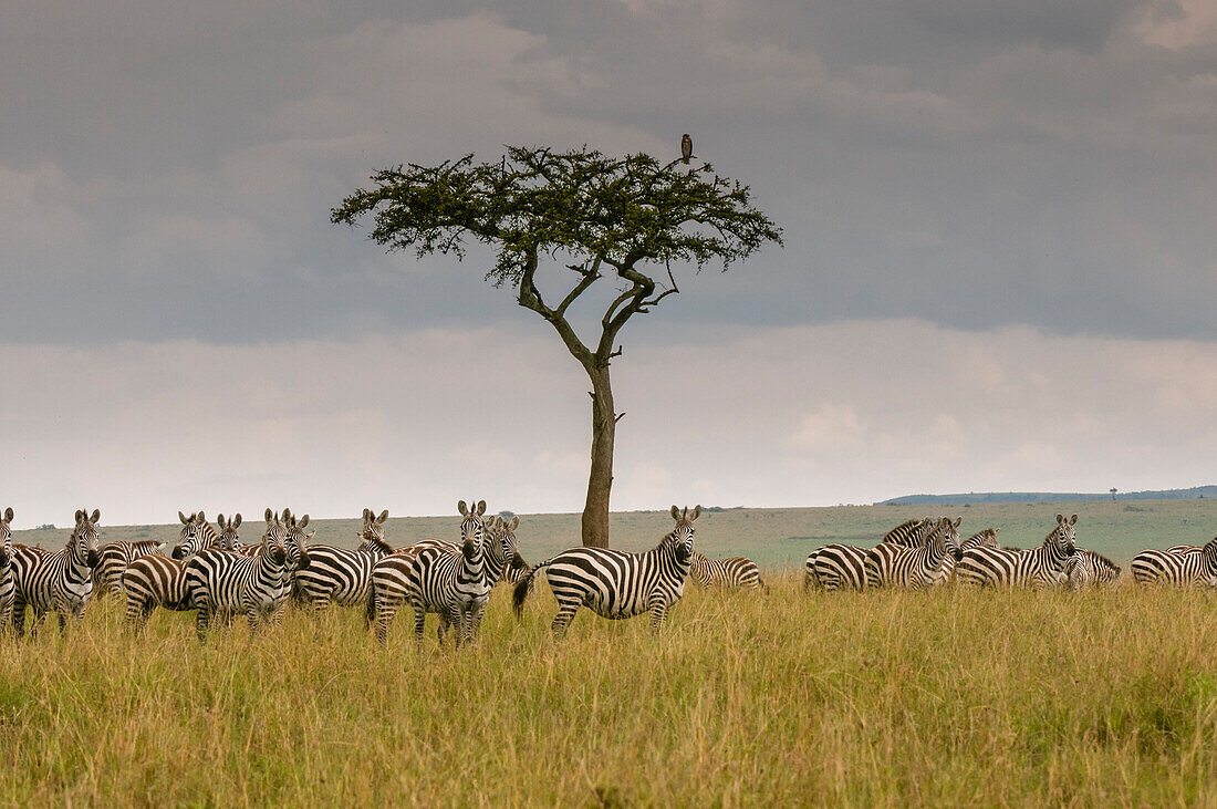 Eine Herde Steppenzebras, Equus quagga, versammelt sich in der Nähe eines Akazienbaums. Masai Mara-Nationalreservat, Kenia.
