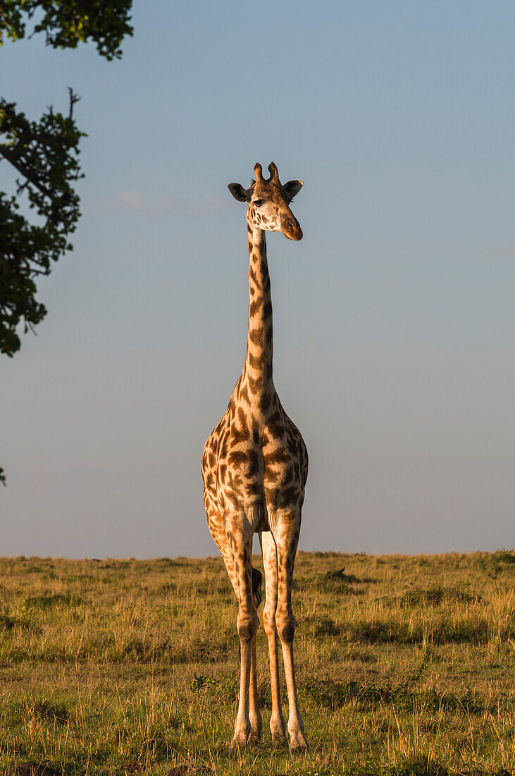 Porträt einer weiblichen Massai-Giraffe, Giraffa camelopardalis tippelskirchi. Masai Mara Nationalreservat, Kenia.