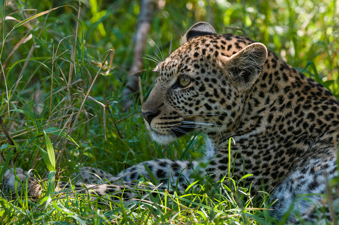 Porträt eines jungen Leoparden, Panthera pardus, der sich im Schatten ausruht. Masai Mara-Nationalreservat, Kenia.