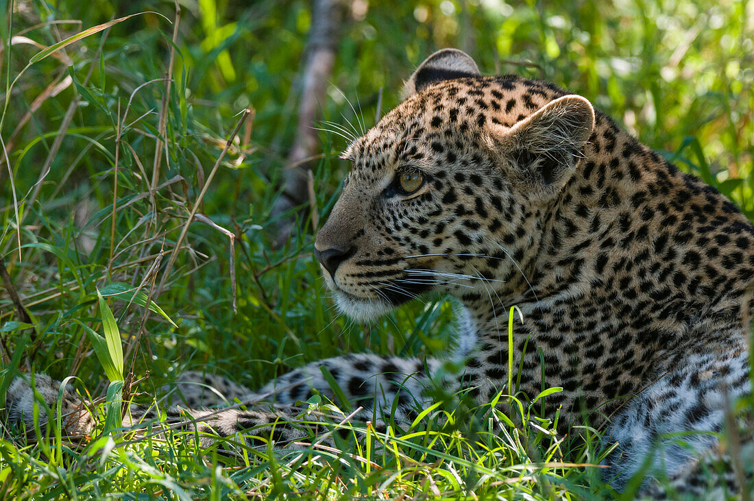 Portrait of a young leopard, Panthera pardus, resting in the shade. Masai Mara National Reserve, Kenya.