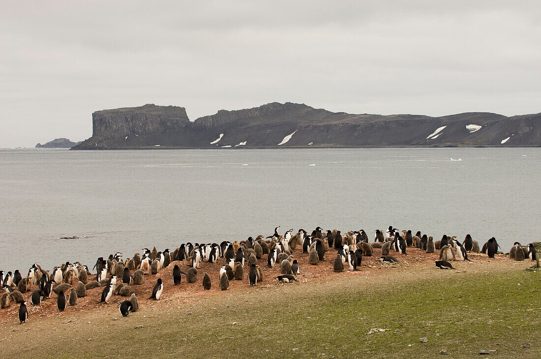 Antarktis, Südliche Shetlandinseln, Aitcho-Insel, Zügelpinguine und Eselspinguine.