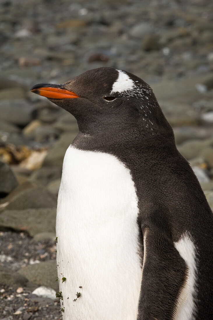 Antarctica, South Shetlands Islands, Aitcho Island, Gentoo Penguin.
