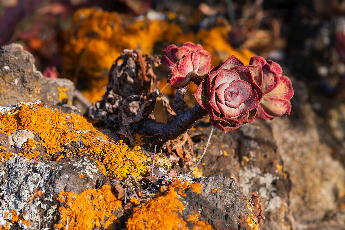 Nahaufnahme eines Bramwell-Aeoniums, Aeonium mascaense. Insel La Palma, Kanarische Inseln, Spanien.