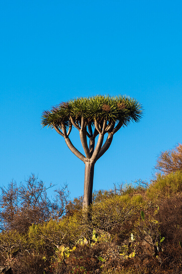 A Dragon tree, Dracaena draco, grows tall above over under brush. La Palma Island, Canary Islands, Spain.