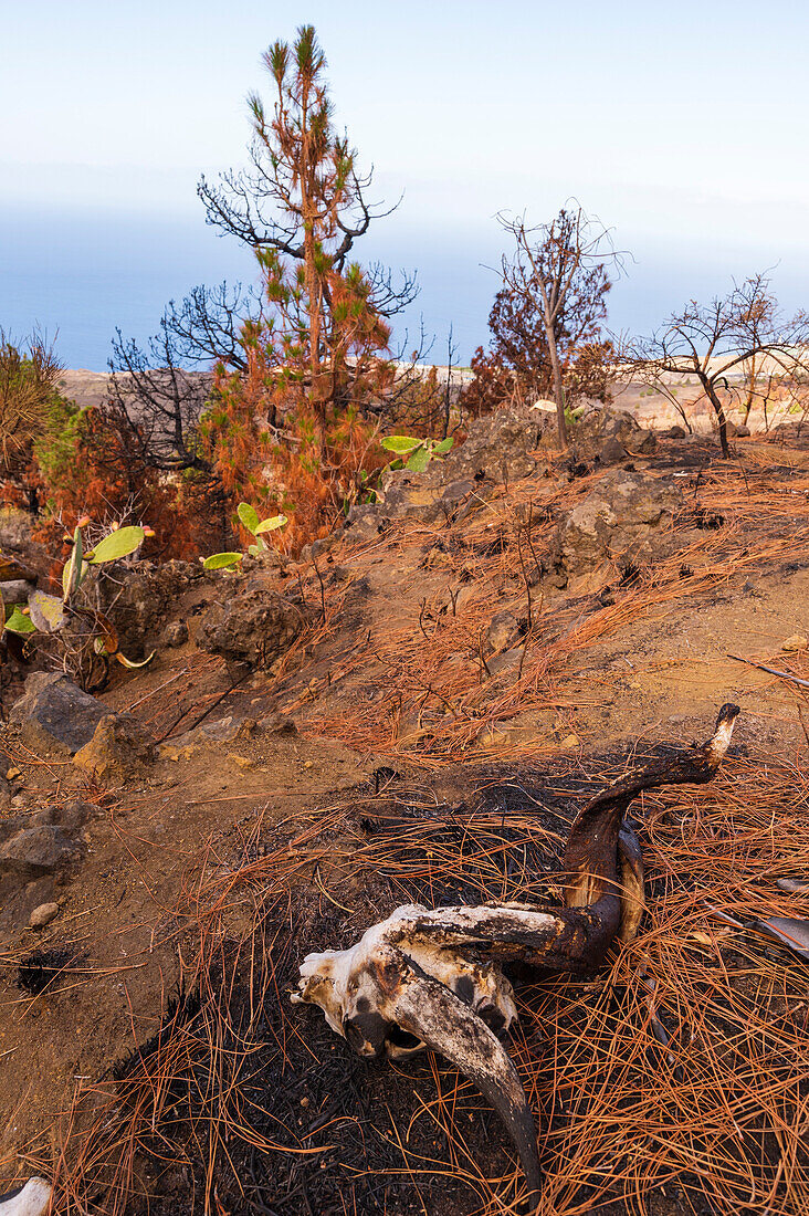 A goat skull lies among pine needles and brunt under growth. La Palma Island, Canary Islands, Spain.