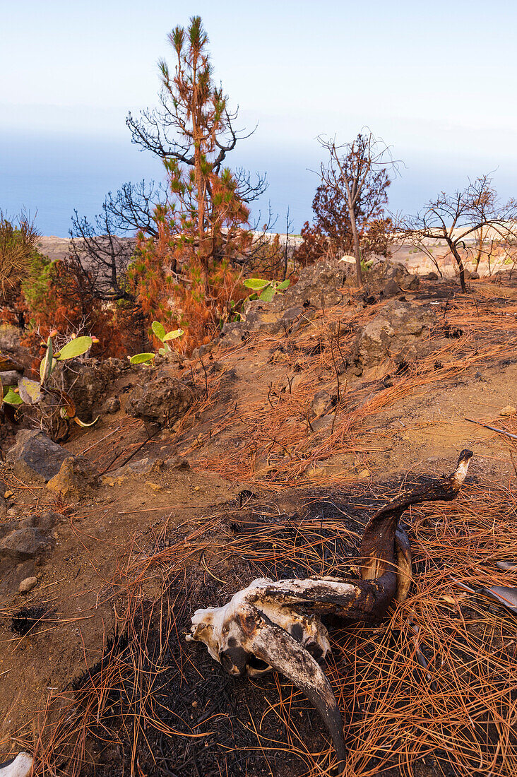 Ein Ziegenschädel liegt zwischen Kiefernnadeln und Gestrüpp. Insel La Palma, Kanarische Inseln, Spanien.