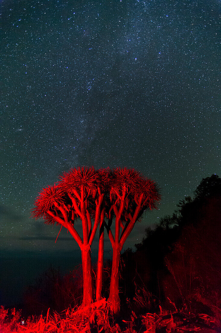 Ein Drachenbaum, Dracaena draco, unter dem Sternenhimmel. Insel La Palma, Kanarische Inseln, Spanien.