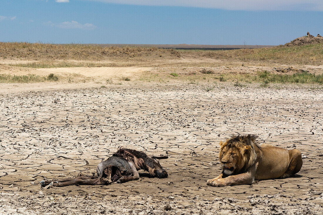 A male lion, Panthera leo, after feeding a wildebeest carcass, Connochaetes taurinus. Seronera, Serengeti National Park, Tanzania