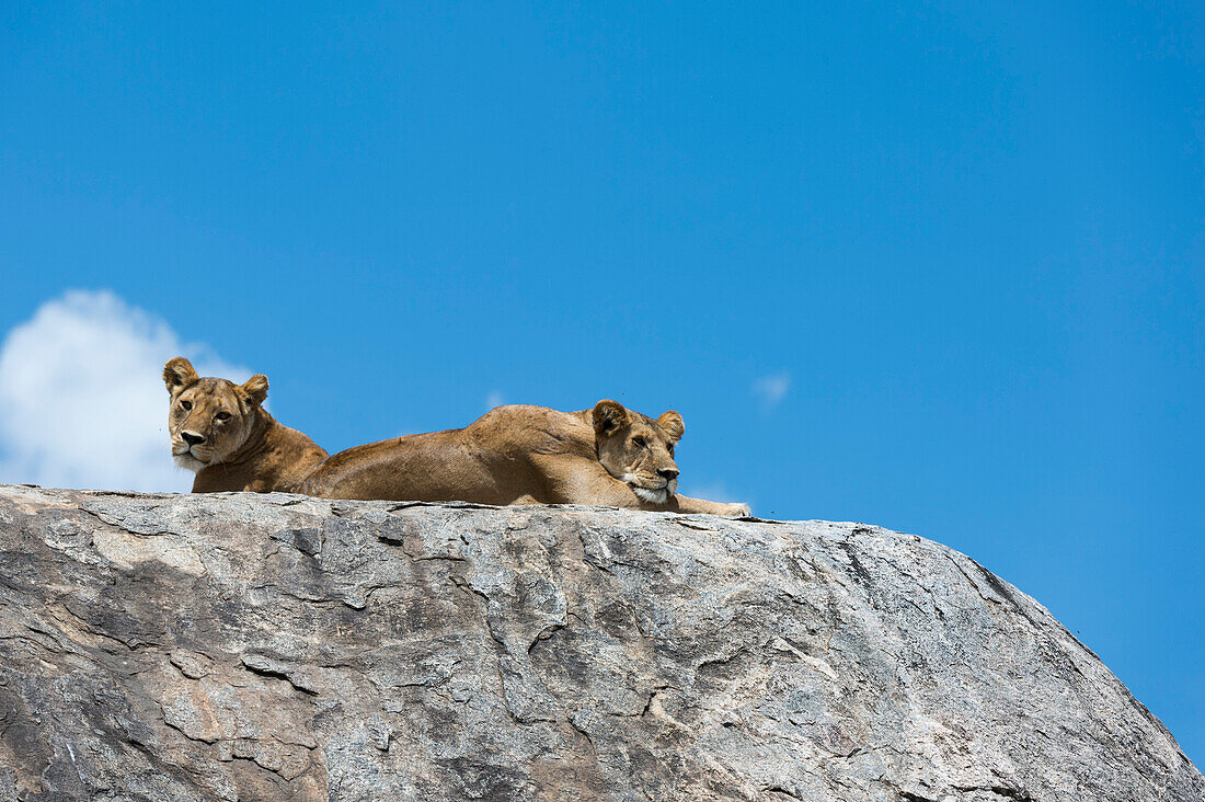 Two lionesses, Panthera leo, on a kopje. Seronera, Serengeti National Park, Tanzania