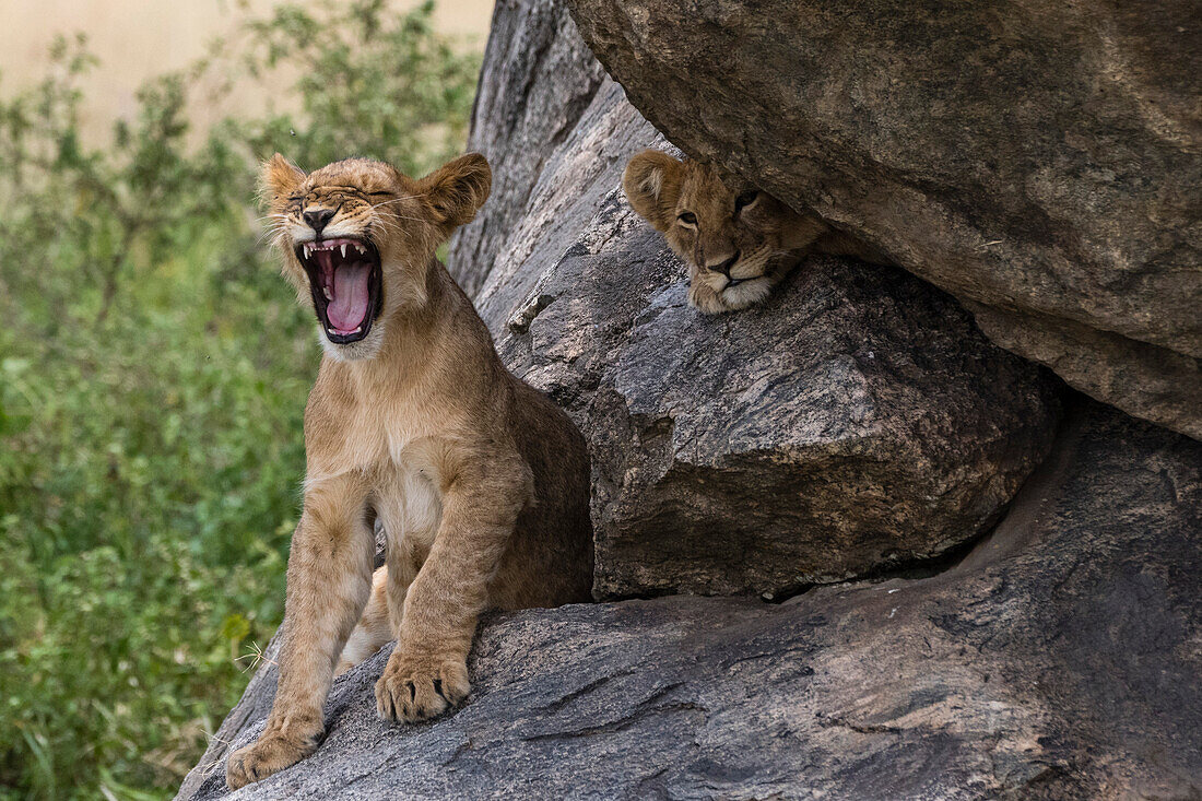 Zwei Löwenjunge, Panthera leo, auf einer Kuppe, einer gähnt, der andere schaut in die Kamera. Seronera, Serengeti-Nationalpark, Tansania
