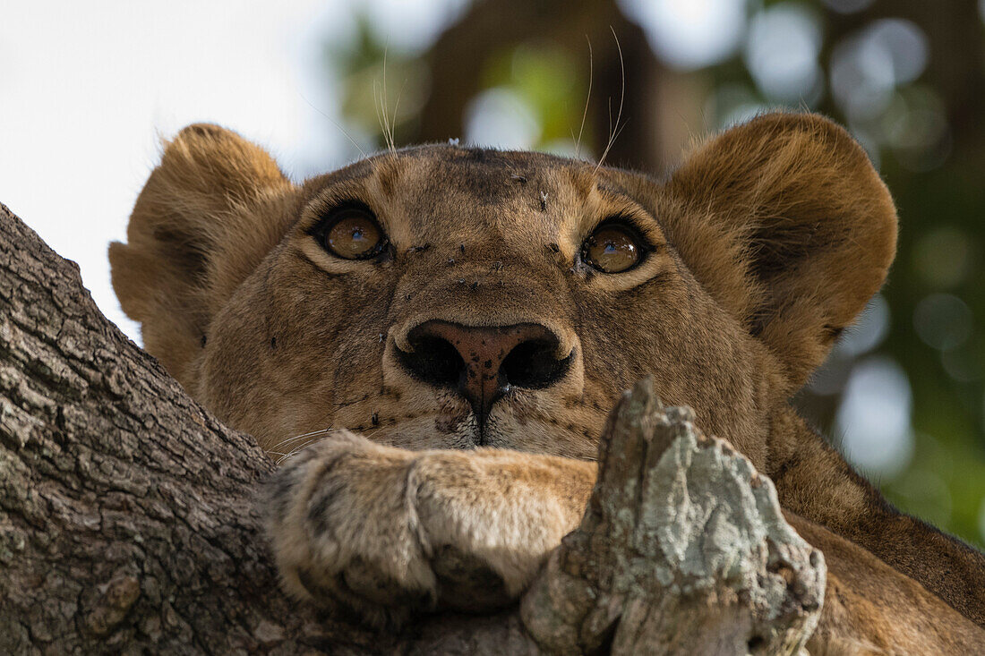 A lioness, Panthera leo, in a sausage tree, Kigalia africana. Seronera, Serengeti National Park, Tanzania