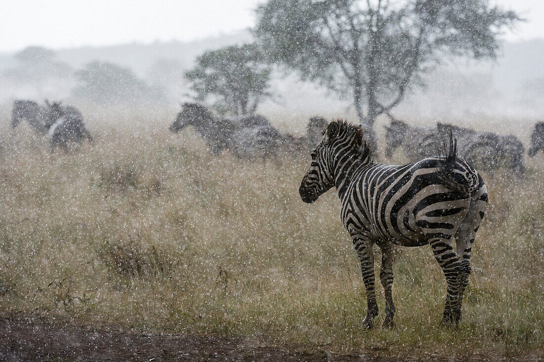 Plains zebras, Equus quagga, under the rain. Seronera, Serengeti National Park, Tanzania