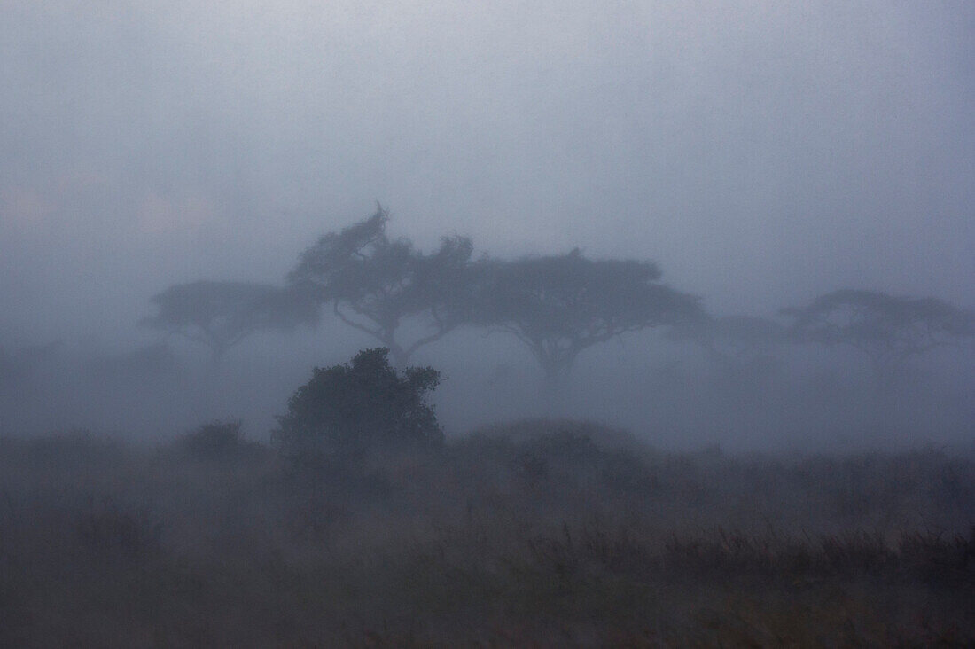 Ein Regensturm trifft auf die Ebenen der Serengeti. Seronera, Serengeti-Nationalpark, Tansania