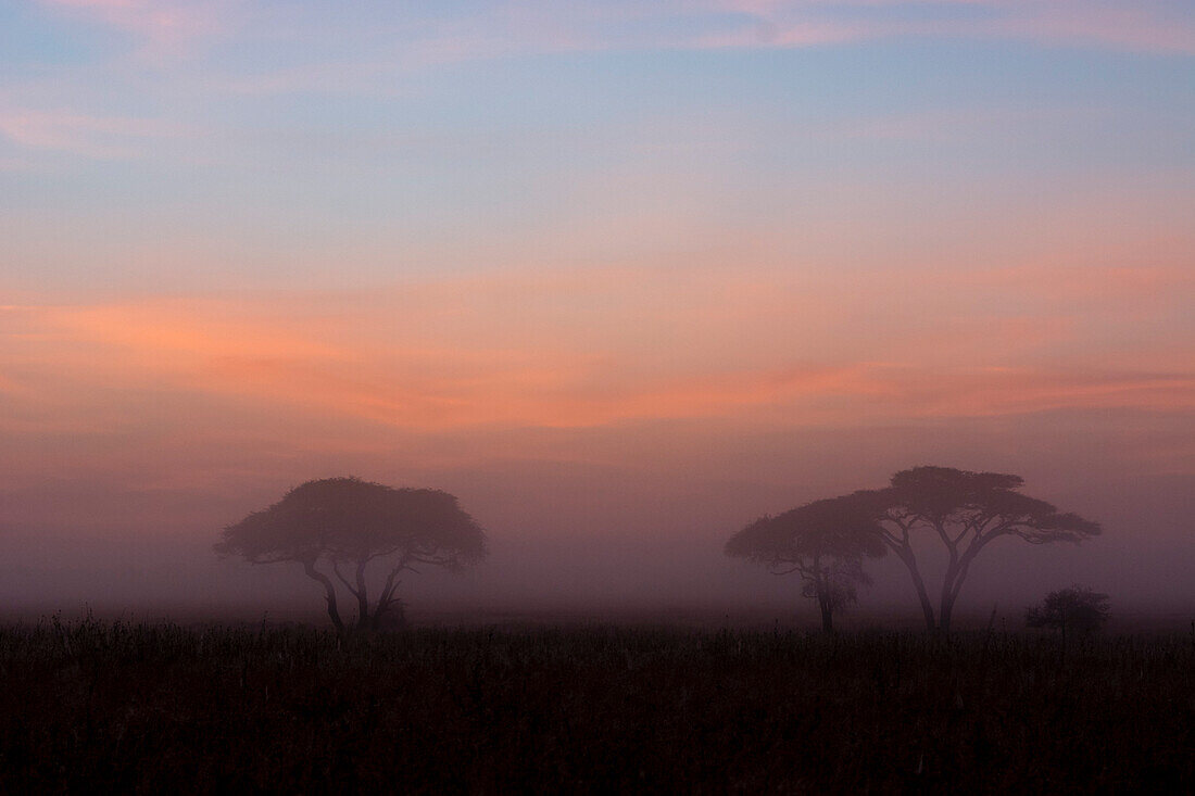 Sunrise over acacia trees. Seronera, Serengeti National Park, Tanzania