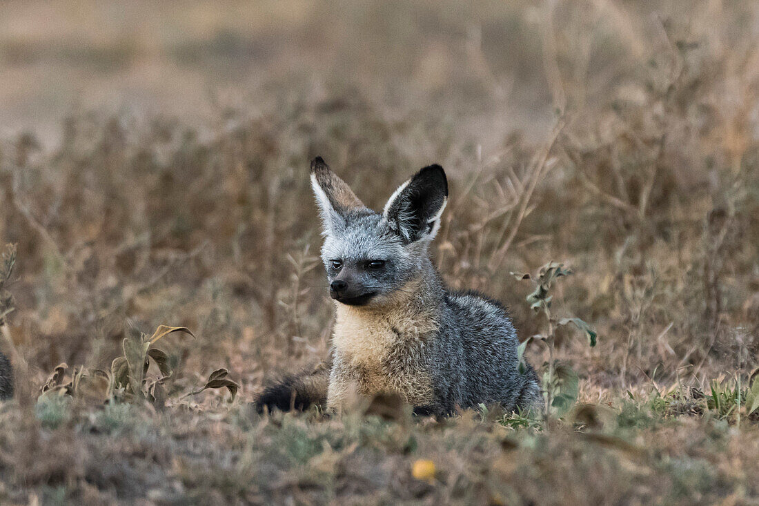 A bat-eared fox, Otocyon megalotis, resting. Ndutu, Ngorongoro Conservation Area, Tanzania