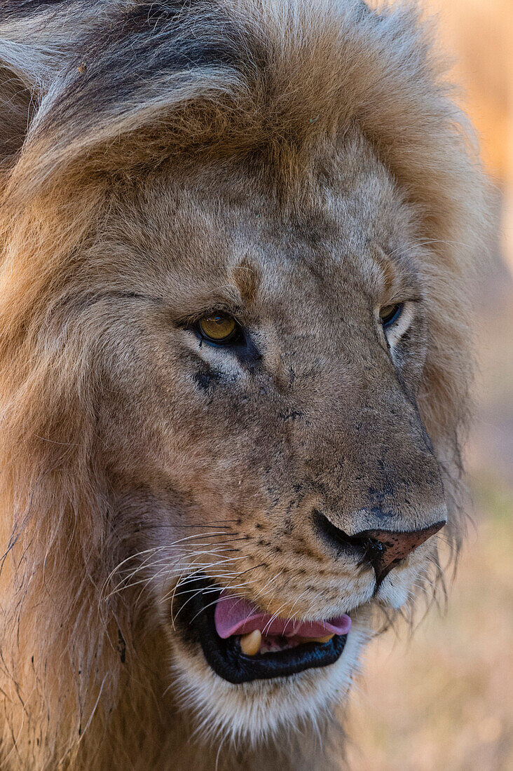 Porträt eines männlichen Löwen, Panthera leo, der bei Sonnenaufgang in seinem Revier patrouilliert. Ndutu, Ngorongoro-Schutzgebiet, Tansania