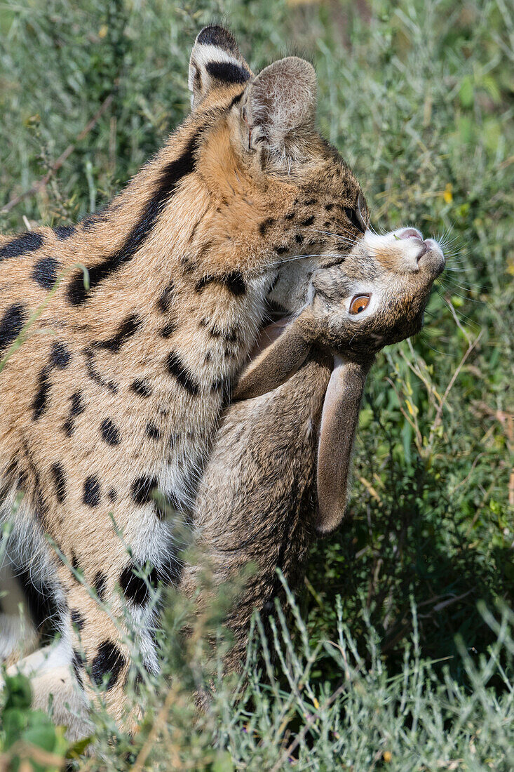 Ein Serval, Leptailurus serval, auf der Jagd nach einem Hasen. Ndutu, Ngorongoro-Schutzgebiet, Tansania