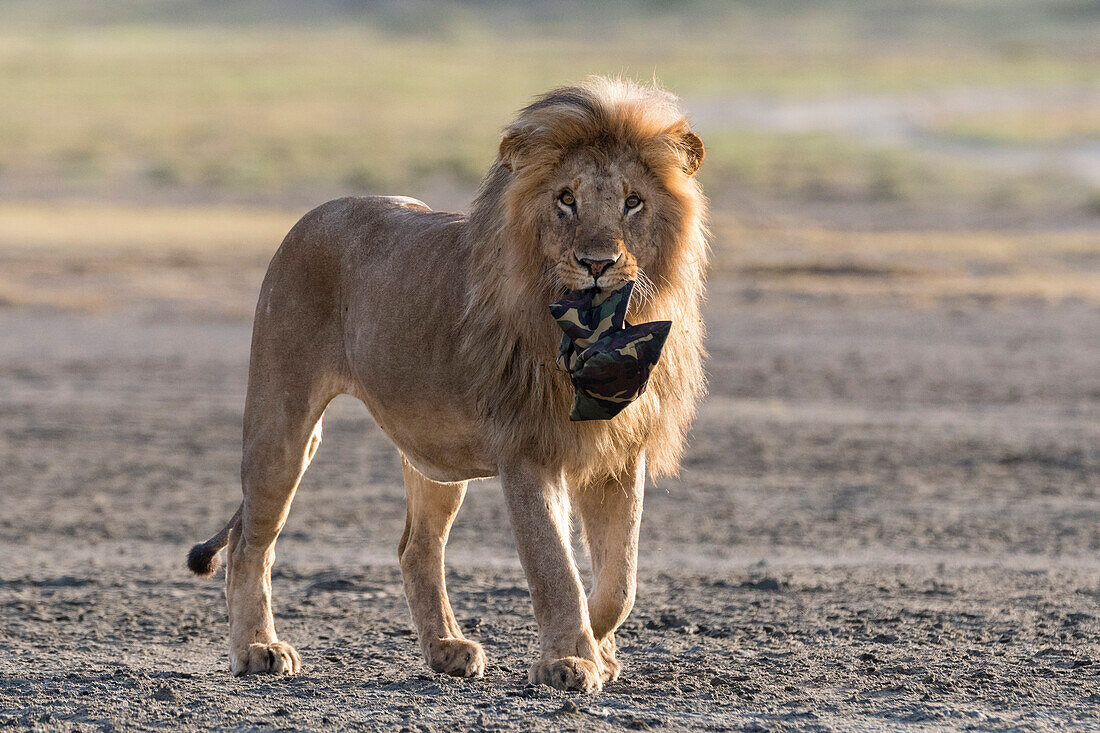 Ein männlicher Löwe, Panthera leo, hält eine Fototasche, die ein Tourist verloren hat. Ndutu, Ngorongoro-Schutzgebiet, Tansania