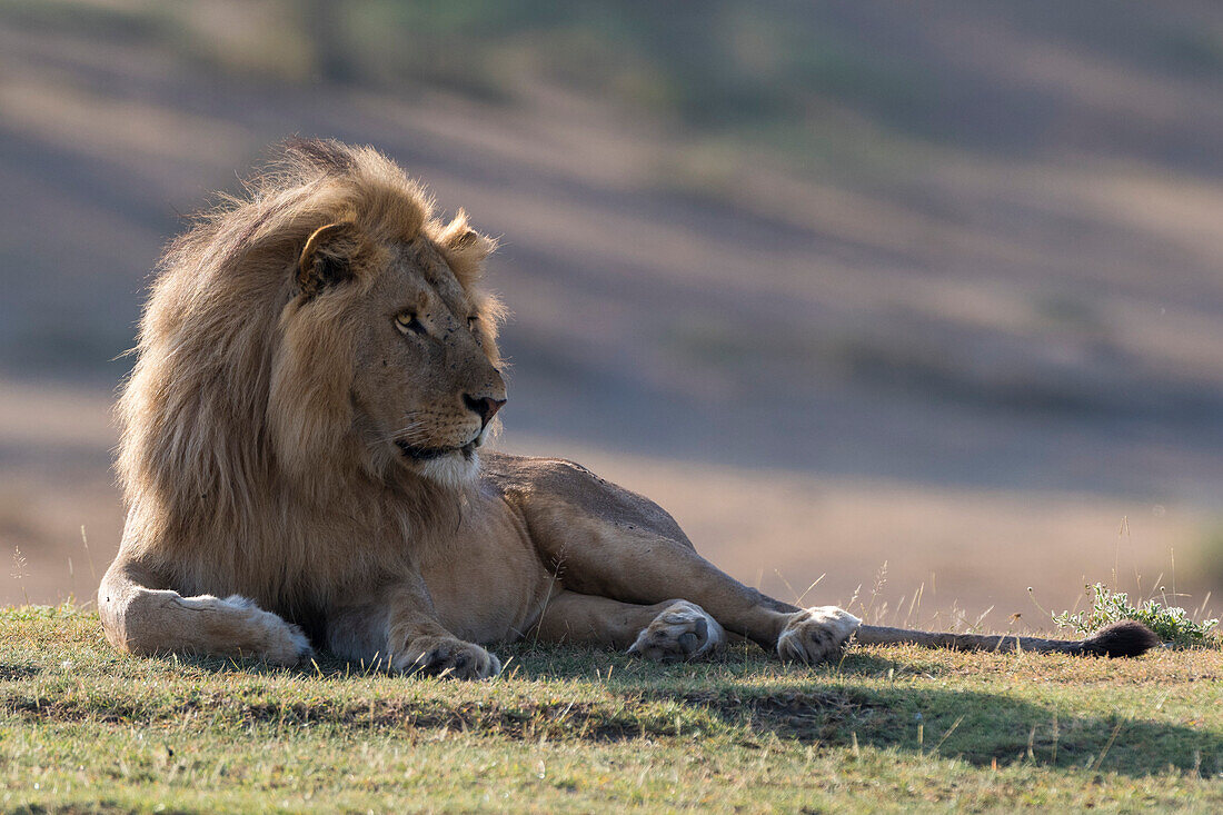 Porträt eines männlichen Löwen, Panthera leo, beim Ausruhen am Morgen. Ndutu, Ngorongoro-Schutzgebiet, Tansania