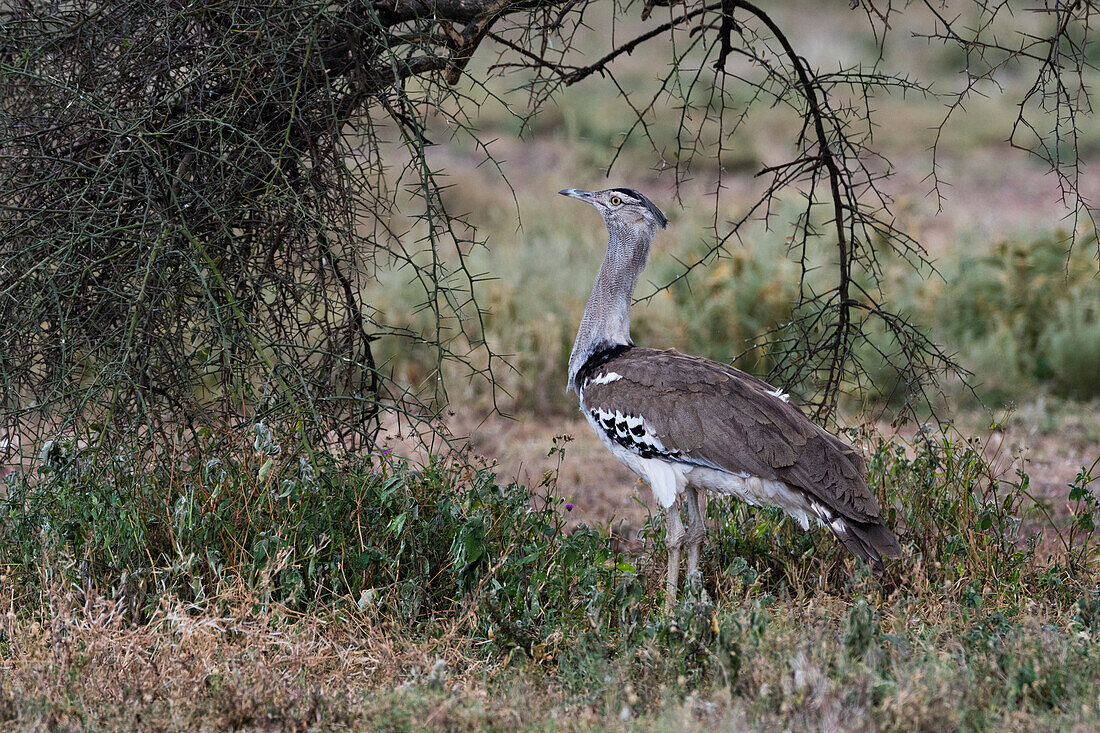 Porträt einer Kori-Trappe, Ardeotis kori. Ndutu, Ngorongoro-Schutzgebiet, Tansania