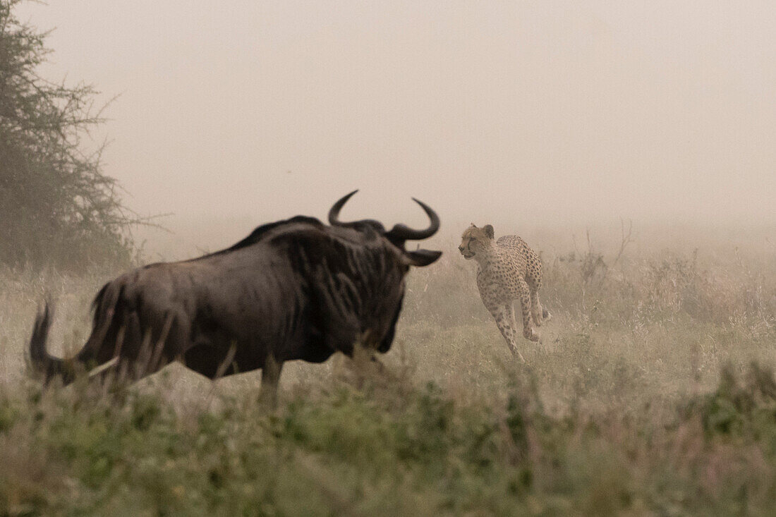 A young cheetah, Acinonyx jubatus, hunting a blue wildebeest calf, Connochaetes taurinus. Ndutu, Ngorongoro Conservation Area, Tanzania