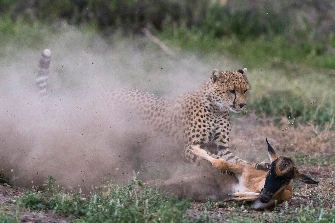 Ein junger Gepard, Acinonyx jubatus, auf der Jagd nach einem Streifengnu-Kalb, Connochaetes taurinus. Ndutu, Ngorongoro-Schutzgebiet, Tansania