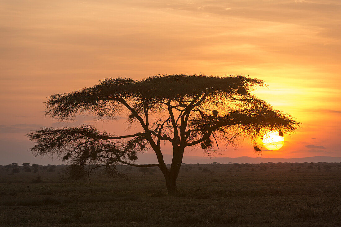 Ein Akazienbaum bei Sonnenuntergang. Ndutu, Ngorongoro-Schutzgebiet, Tansania.