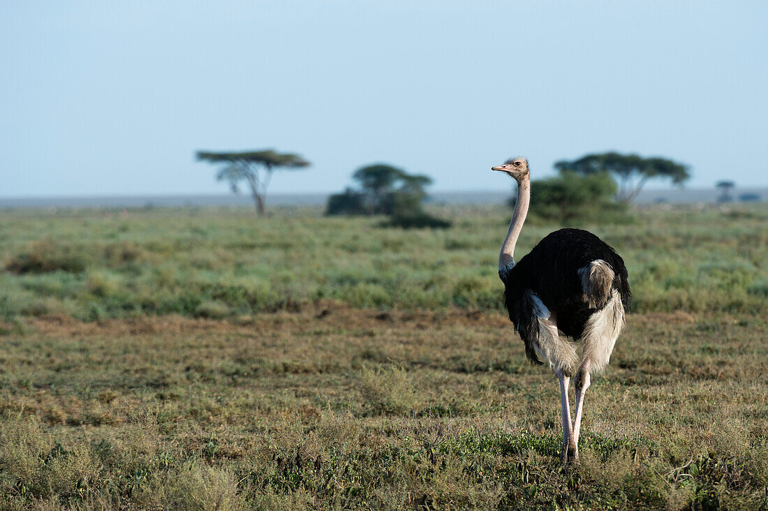 Ein männlicher Strauß, Struthio camelus, in der Ndutu-Ebene. Ndutu, Ngorongoro-Schutzgebiet, Tansania.